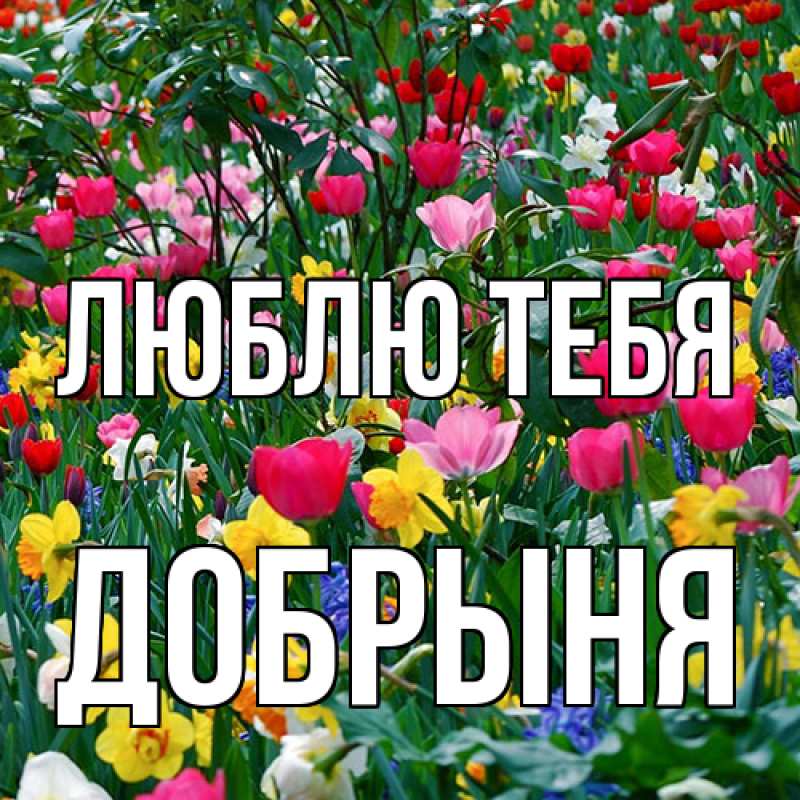 Картинка Люблю тебя, Добрыня