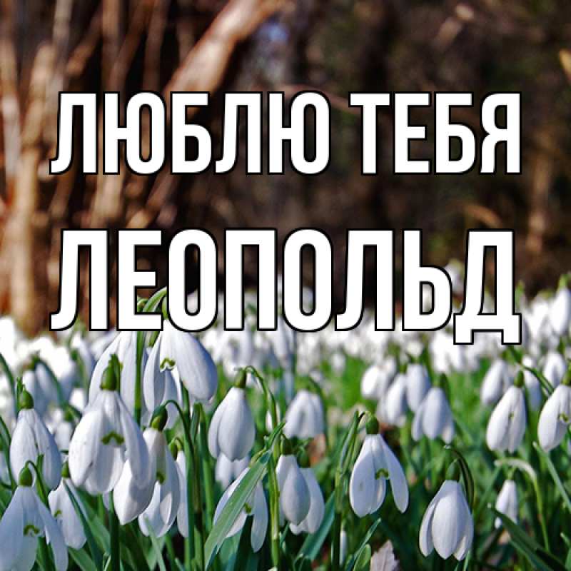 Картинка Люблю тебя, Леопольд