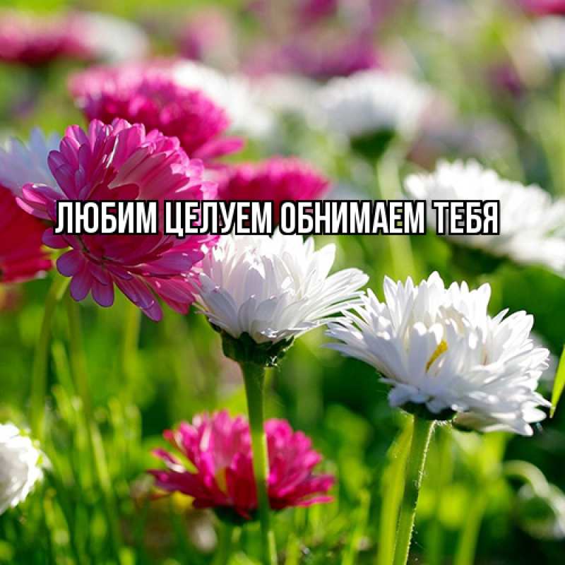 Картинка Люблю тебя, Ненаглядный мой