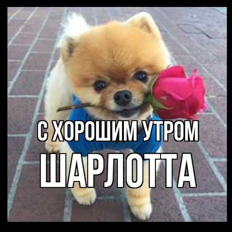 Картинка С хорошим утром, Шарлотта