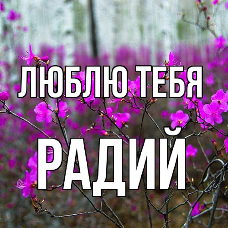 Картинка Люблю тебя, Радий
