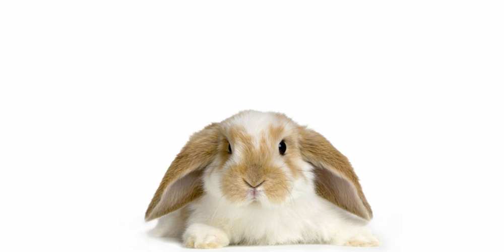 Открытка на каждый день с именем, Гульнара Скорейшего тебе выздоровления вислоухий кролик белого и коричневого цвета Прикольная открытка с пожеланием онлайн скачать бесплатно 