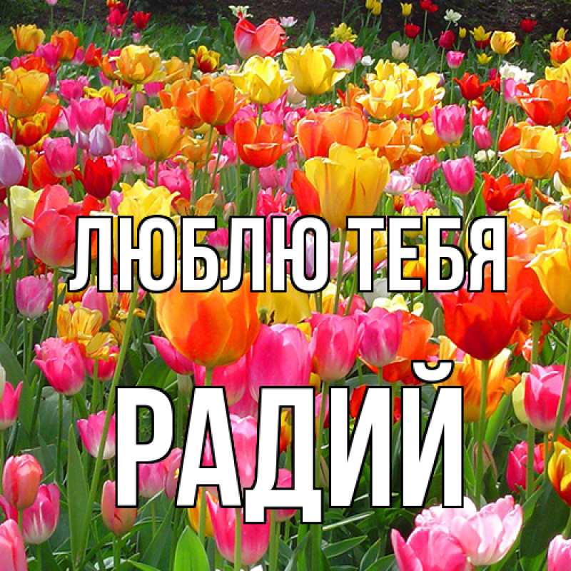 Картинка Люблю тебя, Радий