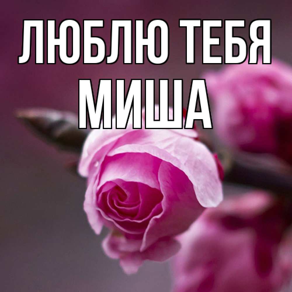 Открытка на каждый день с именем, Миша Люблю тебя весна Прикольная открытка с пожеланием онлайн скачать бесплатно 