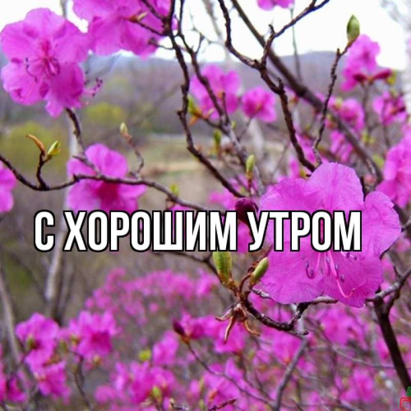 Открытка с именем, Боря, Люблю тебя