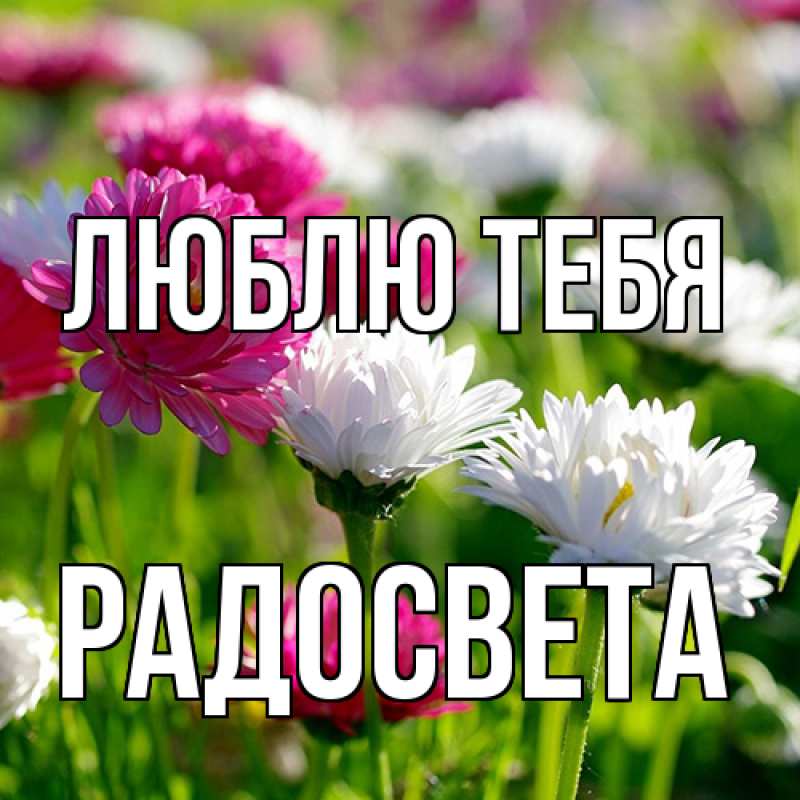 Картинка Люблю тебя, Радосвета