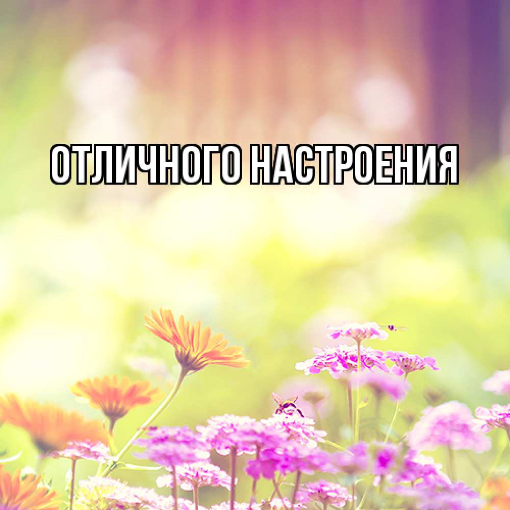 Открытка на каждый день с именем, Радосвета Люблю тебя цветы весна Прикольная открытка с пожеланием онлайн скачать бесплатно 