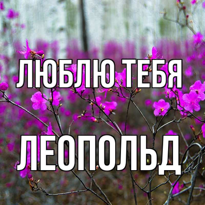 Картинка Люблю тебя, Леопольд