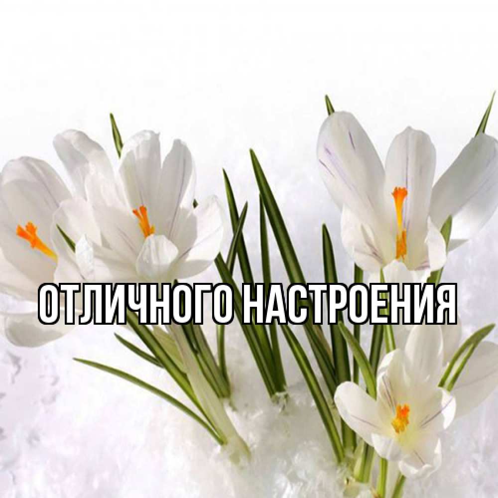 Открытка на каждый день с именем, Радосвета Люблю тебя под снегом Прикольная открытка с пожеланием онлайн скачать бесплатно 