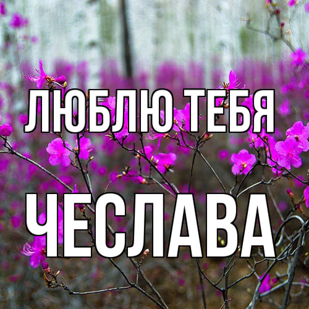 Открытка на каждый день с именем, Чеслава Люблю тебя дикие цветы Прикольная открытка с пожеланием онлайн скачать бесплатно 