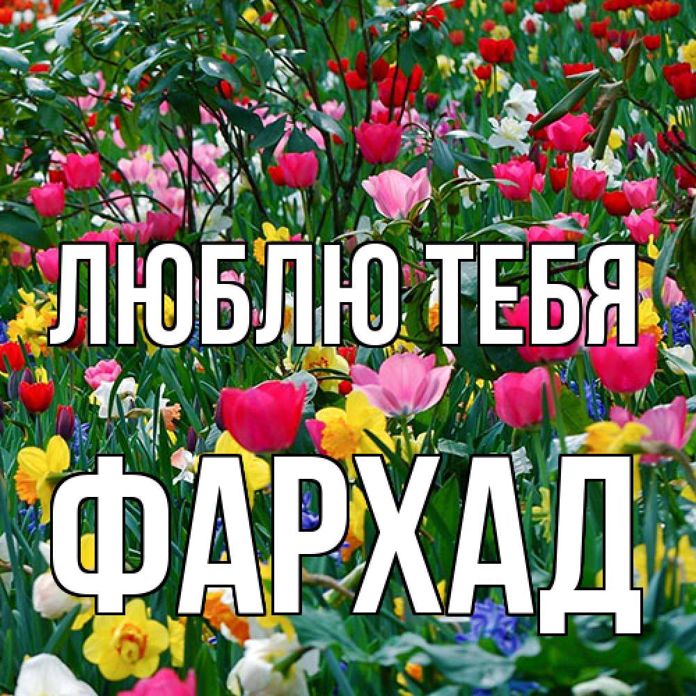 Открытка на каждый день с именем, Фархад Люблю тебя с международным женским днем поздравления для женщины Прикольная открытка с пожеланием онлайн скачать бесплатно 