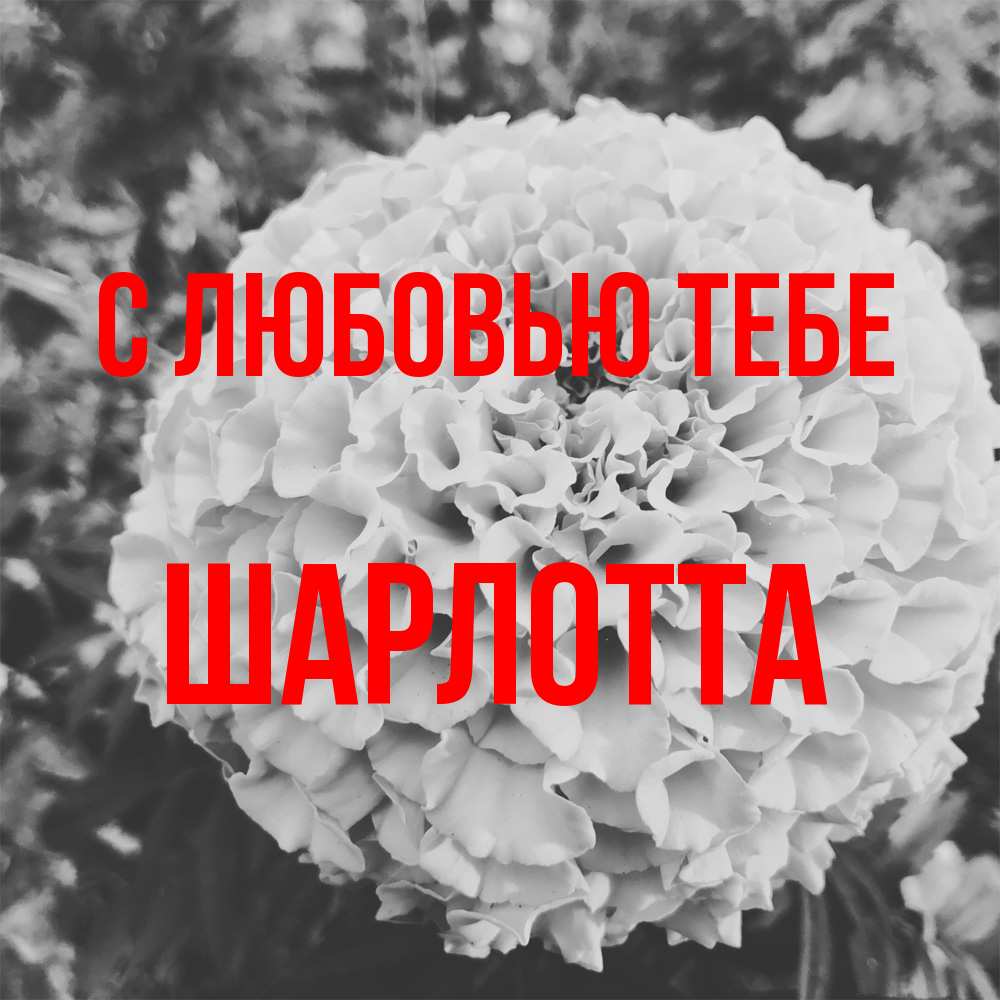 Открытка на каждый день с именем, Шарлотта С любовью тебе подпись Прикольная открытка с пожеланием онлайн скачать бесплатно 