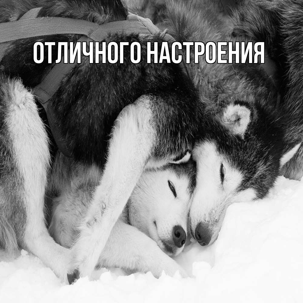 Открытка на каждый день с именем, Констанция Обнимашки собачки в упряжке Прикольная открытка с пожеланием онлайн скачать бесплатно 