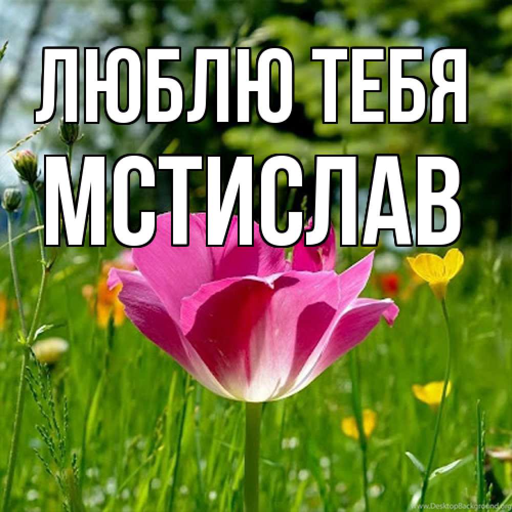 Открытка на каждый день с именем, Мстислав Люблю тебя полевые цветы Прикольная открытка с пожеланием онлайн скачать бесплатно 
