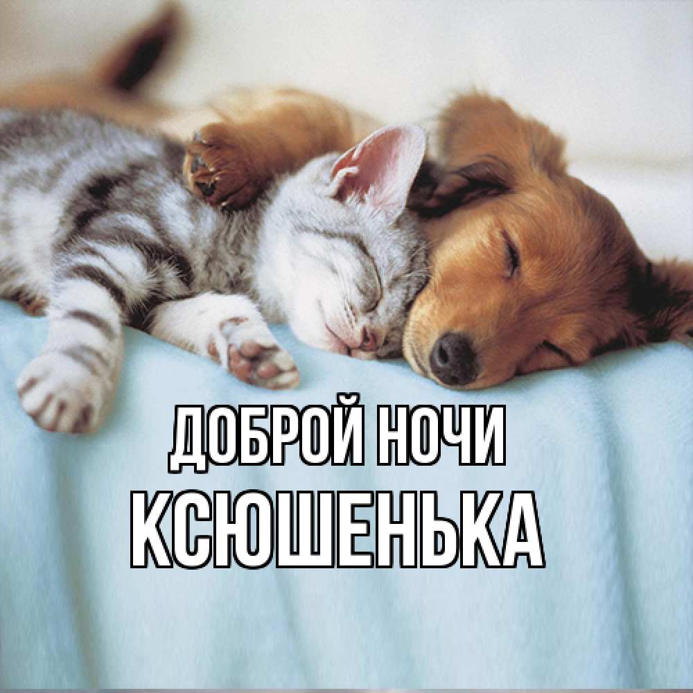 Открытка на каждый день с именем, Ксюшенька Доброй ночи с животными Прикольная открытка с пожеланием онлайн скачать бесплатно 