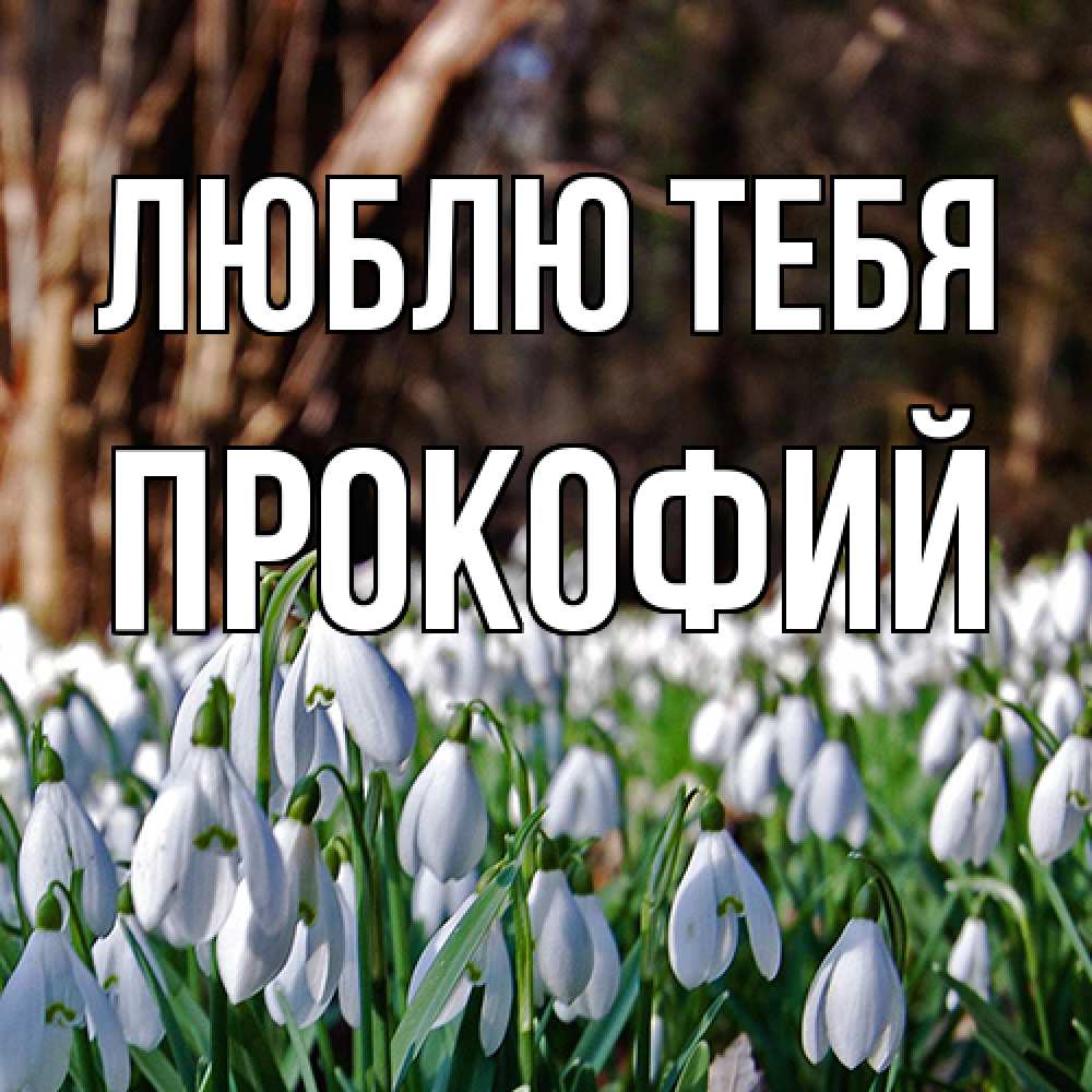 Открытка на каждый день с именем, Прокофий Люблю тебя с подснежниками 1 Прикольная открытка с пожеланием онлайн скачать бесплатно 
