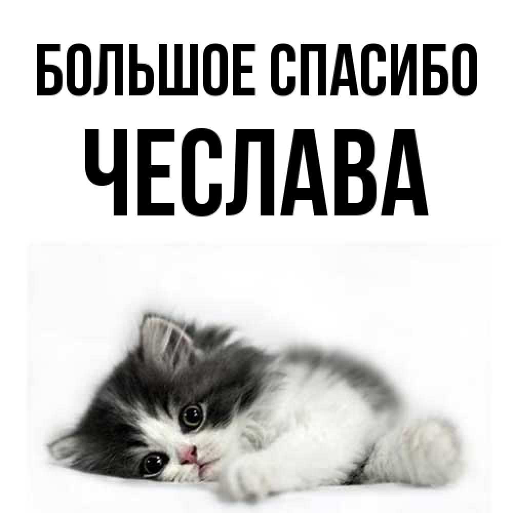 Открытка на каждый день с именем, Чеслава Большое спасибо черный и белый кот Прикольная открытка с пожеланием онлайн скачать бесплатно 