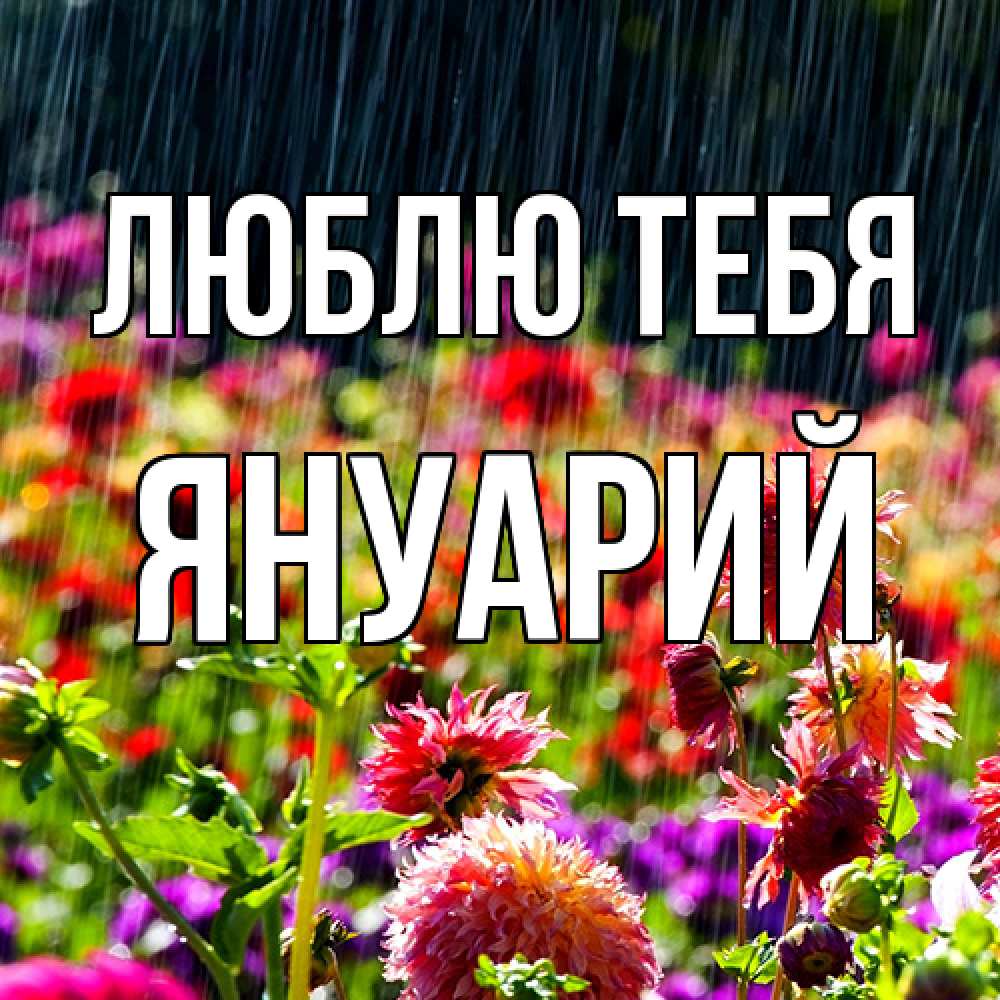 Открытка на каждый день с именем, Януарий Люблю тебя цветы под дождиком к международному женскому дню Прикольная открытка с пожеланием онлайн скачать бесплатно 