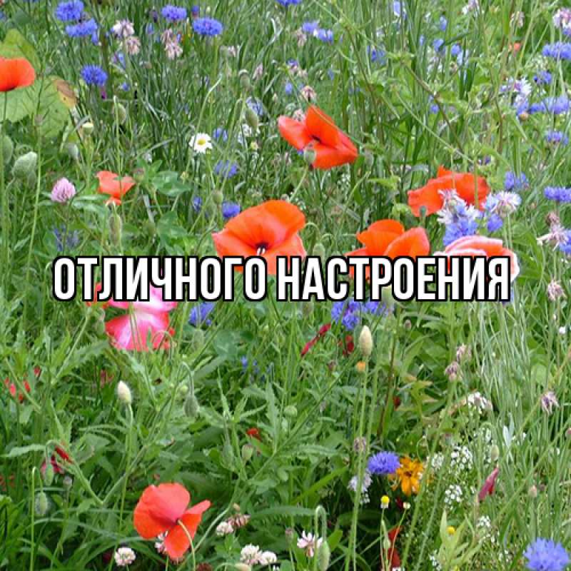 Картинка Люблю тебя, Радосвета