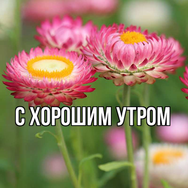 Картинка Люблю тебя, Исай