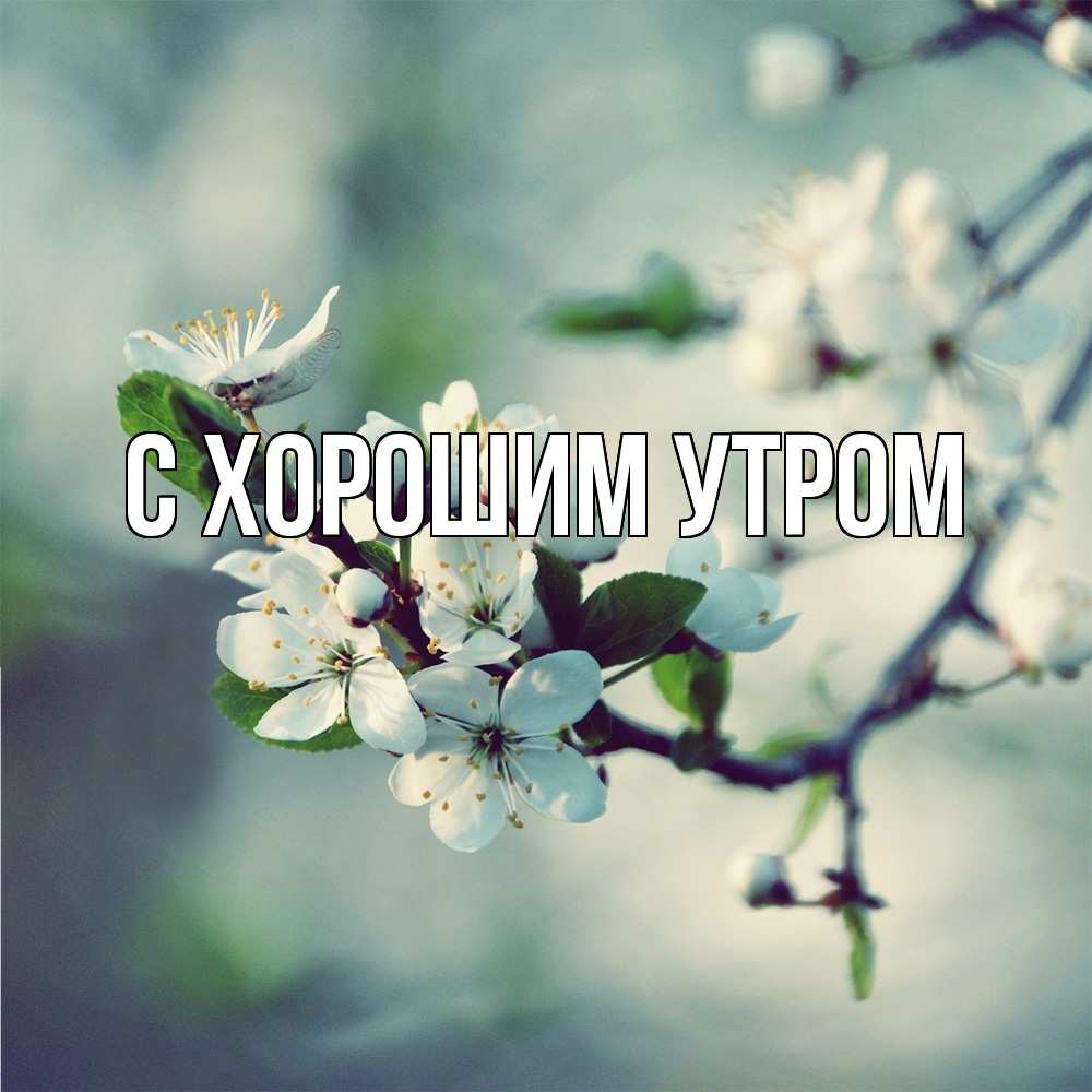 Открытка на каждый день с именем, Трофим Скучашки весна Прикольная открытка с пожеланием онлайн скачать бесплатно 