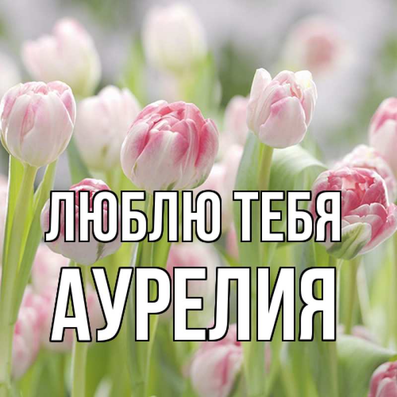 Картинка Люблю тебя, Аурелия
