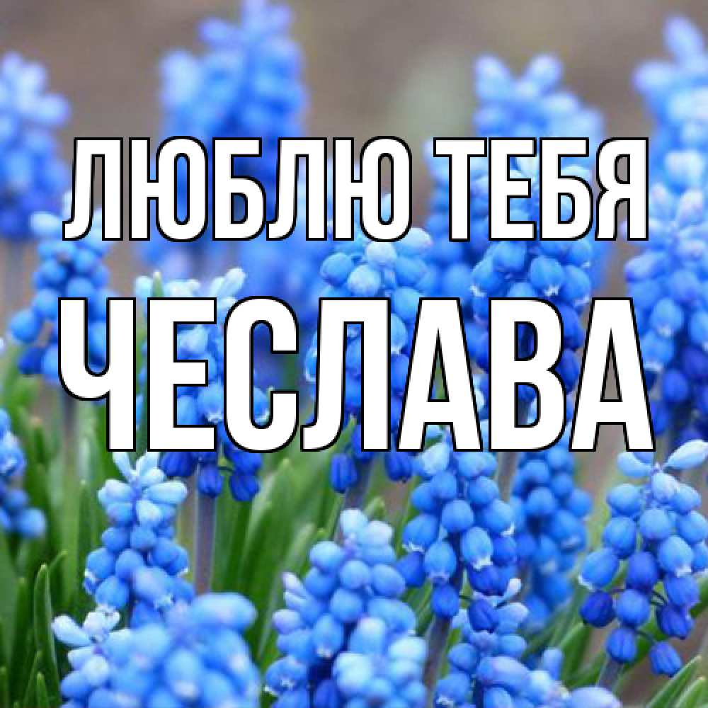 Открытка на каждый день с именем, Чеслава Люблю тебя Поздравительная открытка для женщин с цветами на праздничную дату Прикольная открытка с пожеланием онлайн скачать бесплатно 