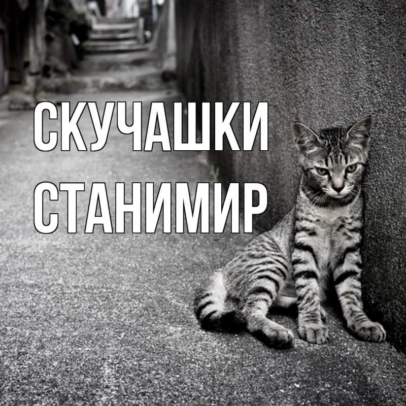 Картинка Скучашки, Станимир