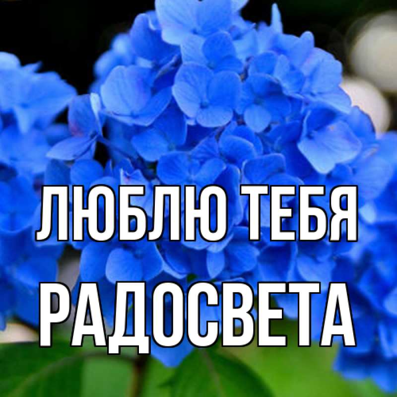 Картинка Люблю тебя, Радосвета