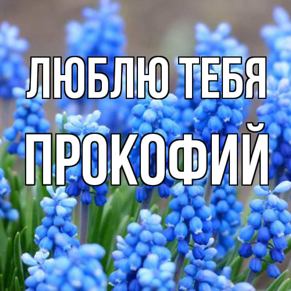 Открытка на каждый день с именем, Прокофий Люблю тебя Поздравительная открытка для женщин с цветами на праздничную дату Прикольная открытка с пожеланием онлайн скачать бесплатно 