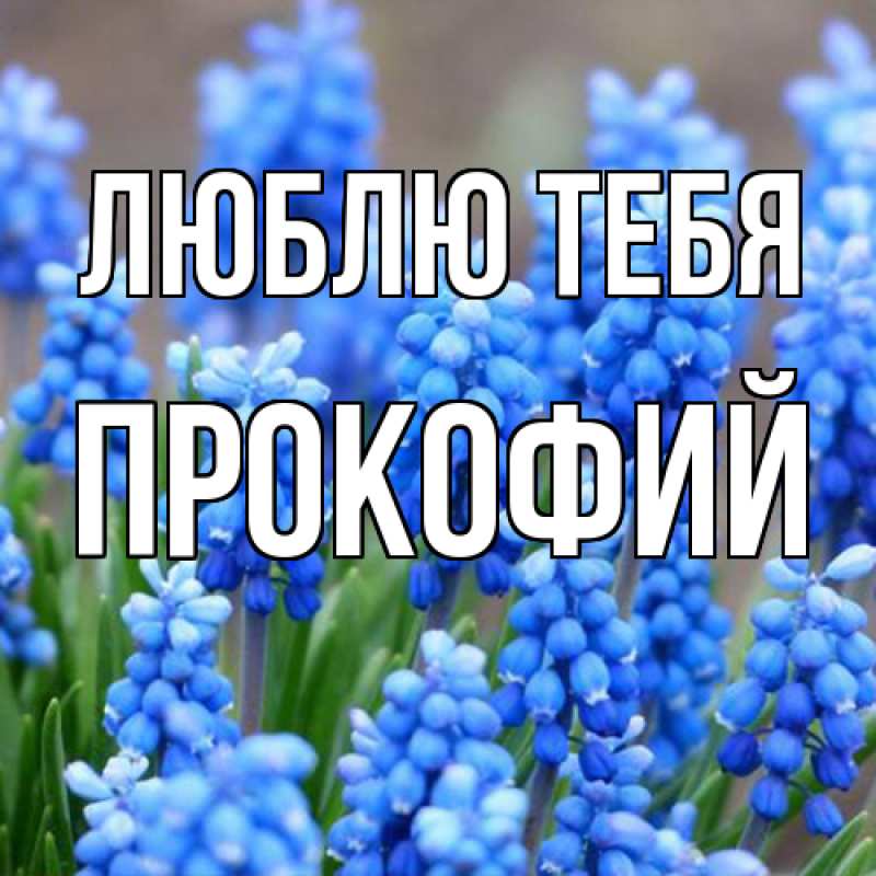 Картинка Люблю тебя, Прокофий