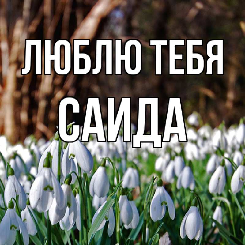 Картинка Люблю тебя, Саида