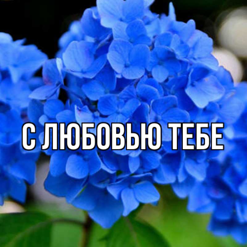 Картинка Люблю тебя, Ева