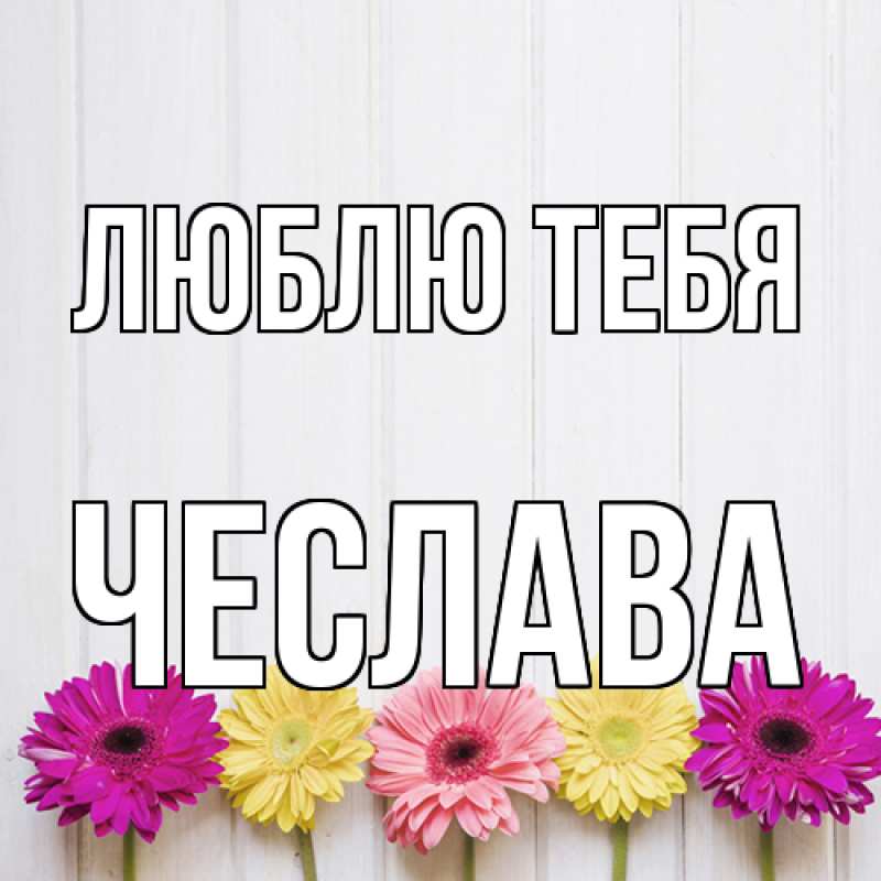 Картинка Люблю тебя, Чеслава