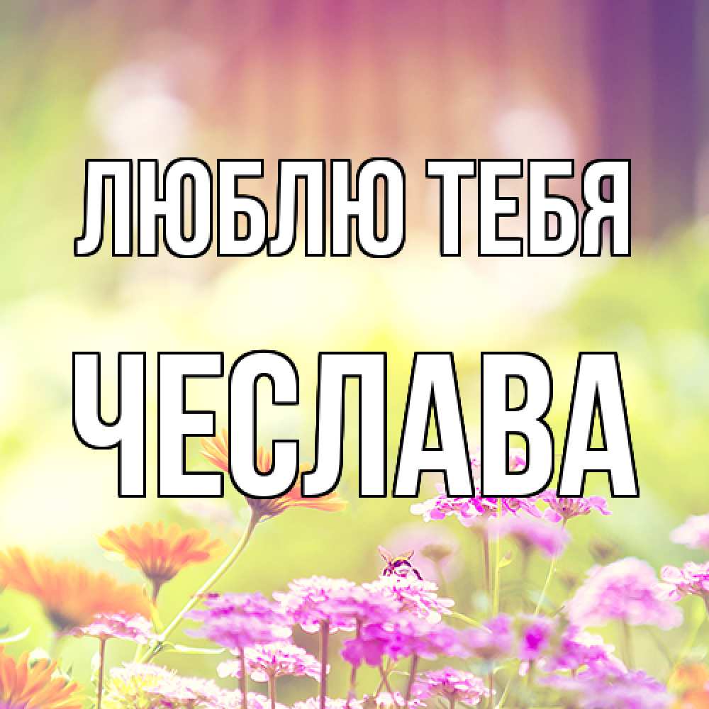 Открытка на каждый день с именем, Чеслава Люблю тебя цветы весна Прикольная открытка с пожеланием онлайн скачать бесплатно 