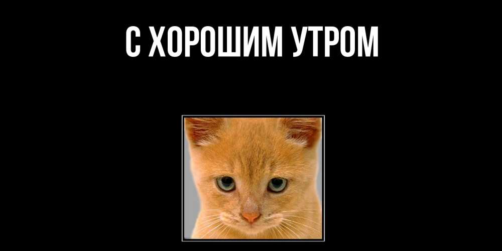 Открытка на каждый день с именем, Густав Скучашки открытки рыжий котенок скучает по тебе Прикольная открытка с пожеланием онлайн скачать бесплатно 