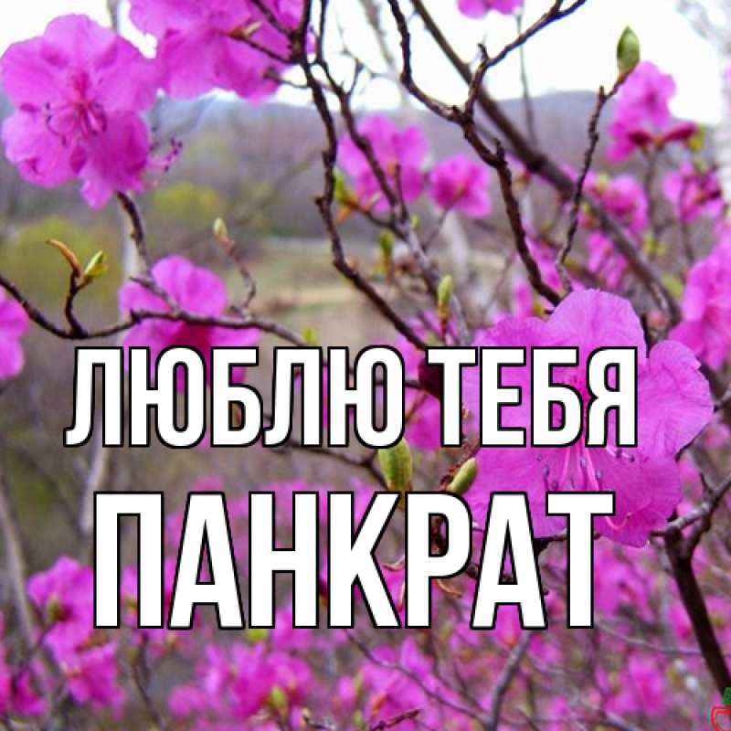 Открытка с именем, Панкрат, Люблю тебя