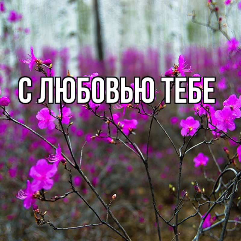 Картинка Люблю тебя, Ева