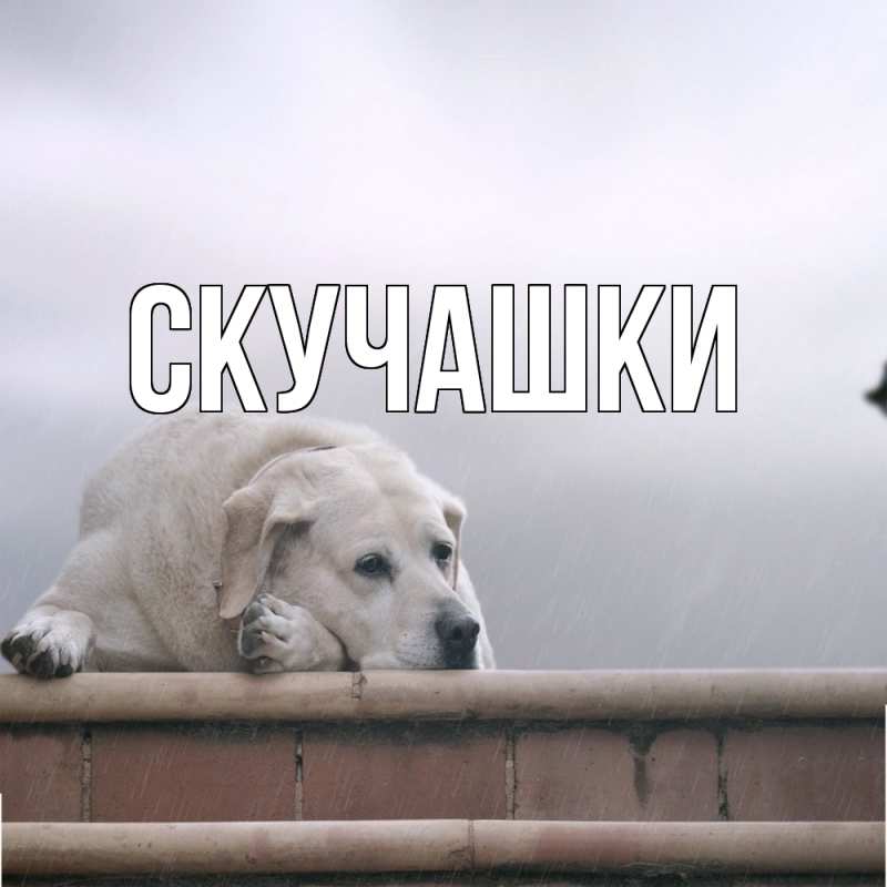 Картинка Скучашки, 