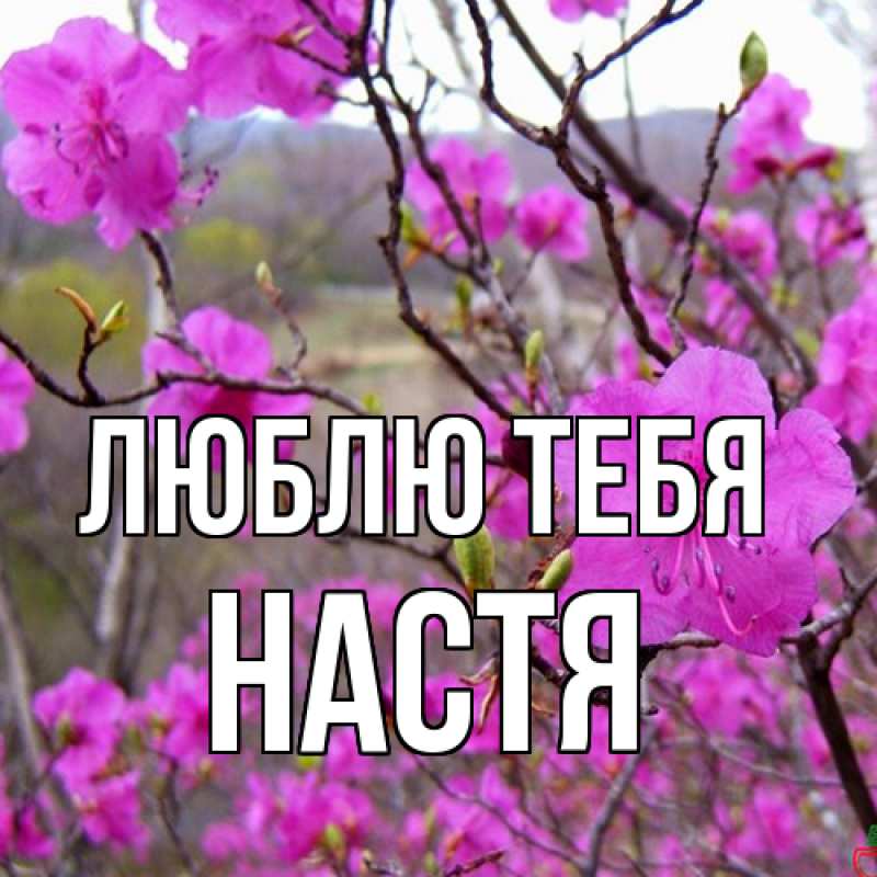 Картинка Люблю тебя, Настя