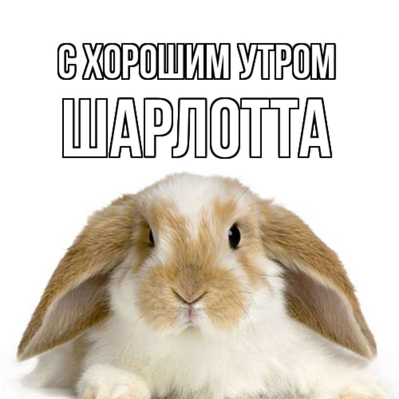 Картинка С хорошим утром, Шарлотта
