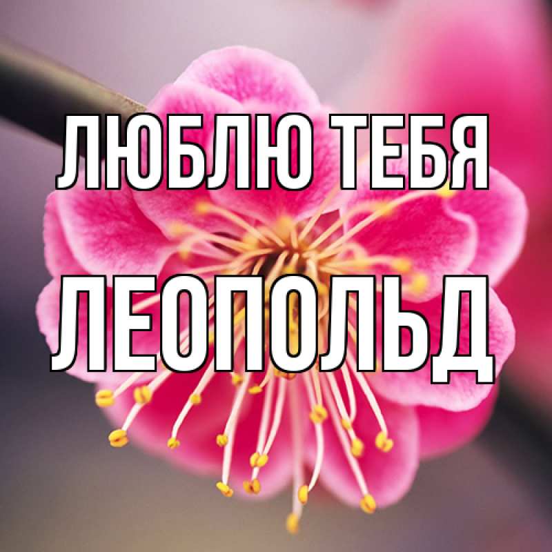 Картинка Люблю тебя, Леопольд