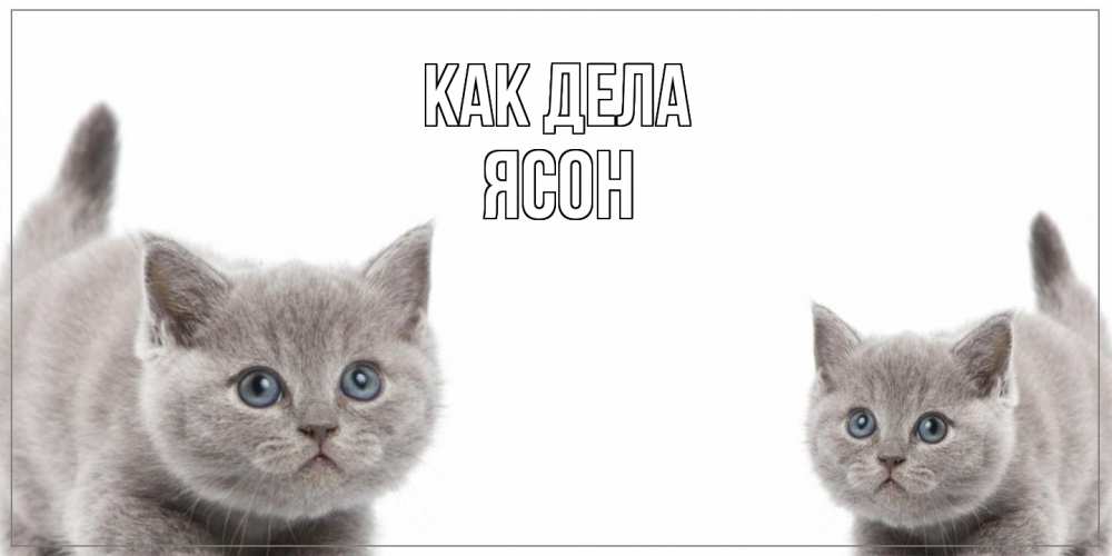 Открытка на каждый день с именем, Ясон Как дела коты Прикольная открытка с пожеланием онлайн скачать бесплатно 