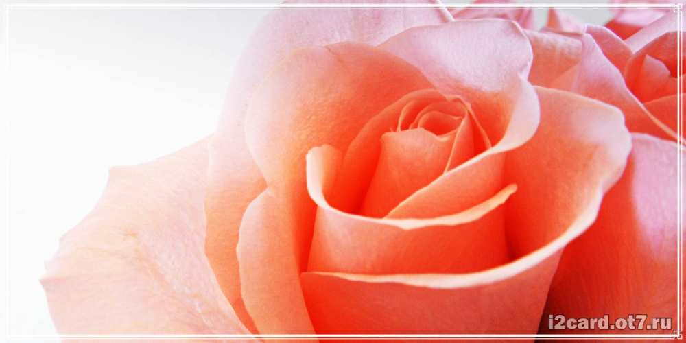 Открытка на каждый день с именем, Трифон C юбилеем розы для поздравления с днем рождения Прикольная открытка с пожеланием онлайн скачать бесплатно 