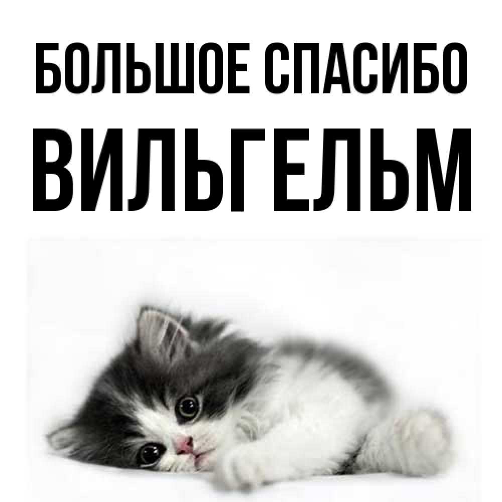 Открытка на каждый день с именем, Вильгельм Большое спасибо черный и белый кот Прикольная открытка с пожеланием онлайн скачать бесплатно 