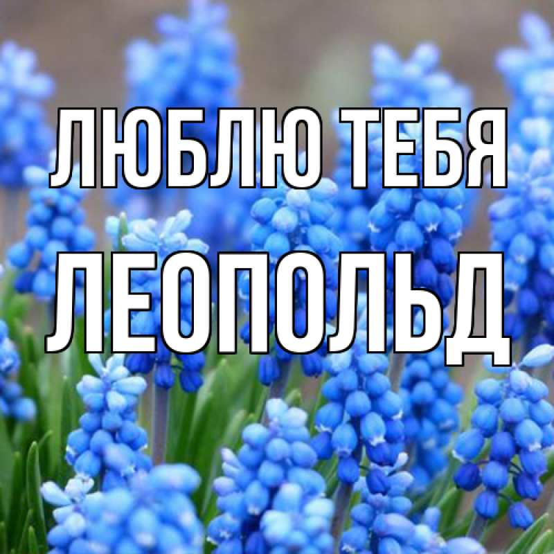 Картинка Люблю тебя, Леопольд