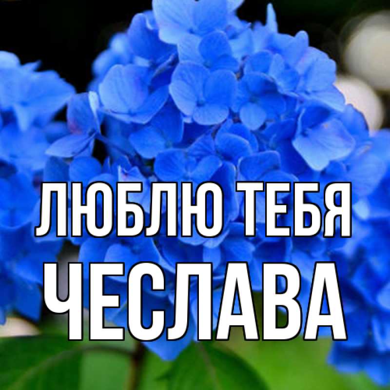 Картинка Люблю тебя, Чеслава