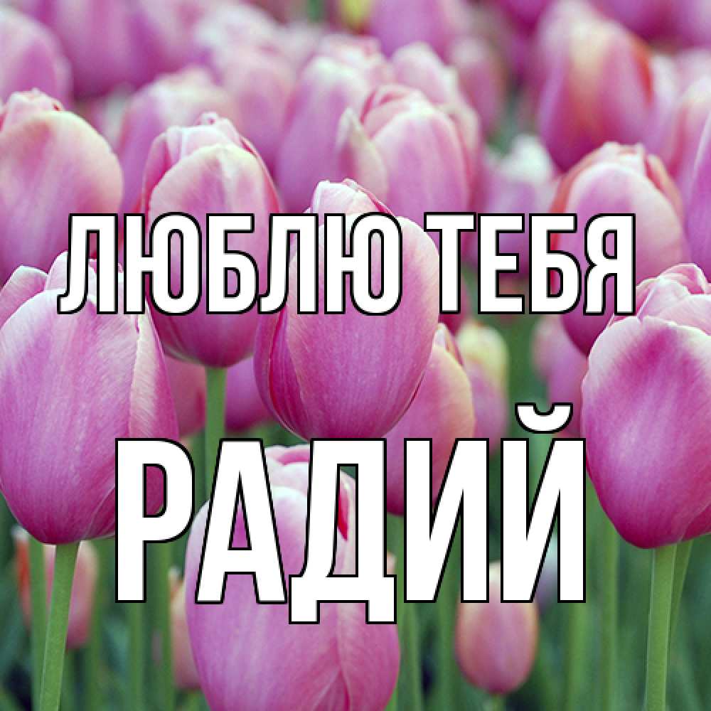 Открытка на каждый день с именем, Радий Люблю тебя на международный женский день 3 Прикольная открытка с пожеланием онлайн скачать бесплатно 