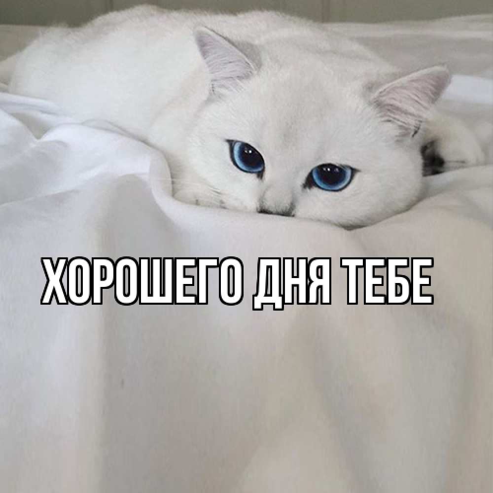 Открытка на каждый день с именем, Томила Я жду тебя я очень по тебе скучаю и тоскую Прикольная открытка с пожеланием онлайн скачать бесплатно 