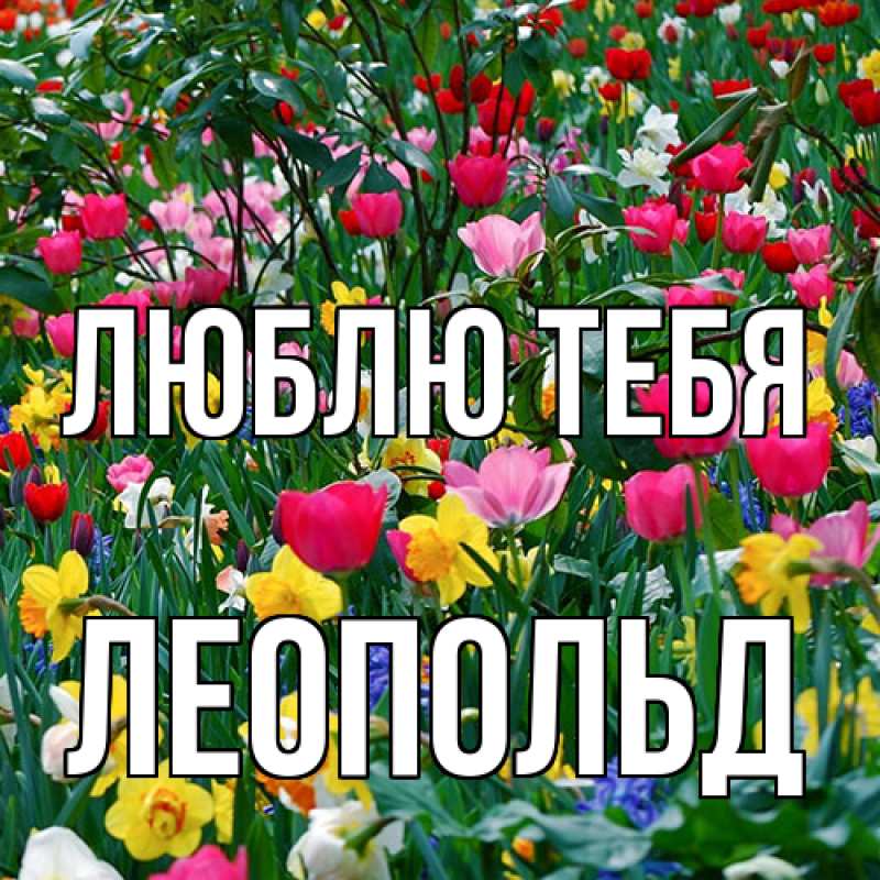 Картинка Люблю тебя, Леопольд